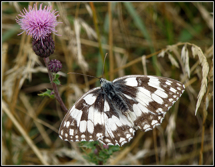 Motyl