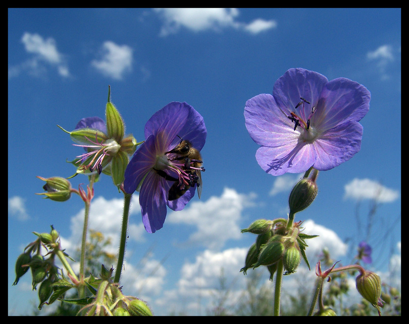 blue FLOWERS blue SKY