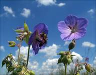 blue FLOWERS blue SKY