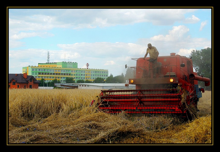 Żniwa w mieście