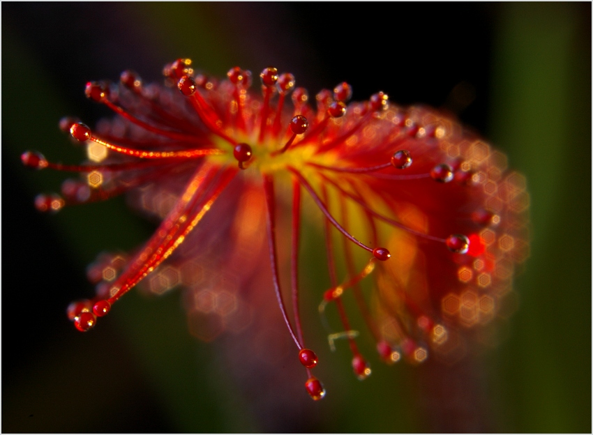 Drosera capensis