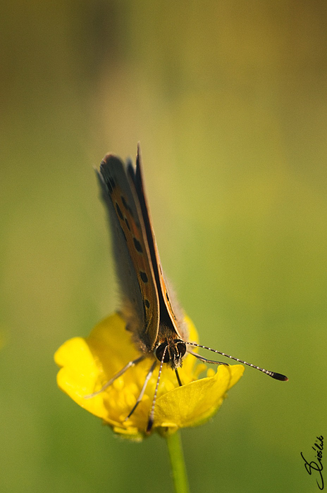 Motyl