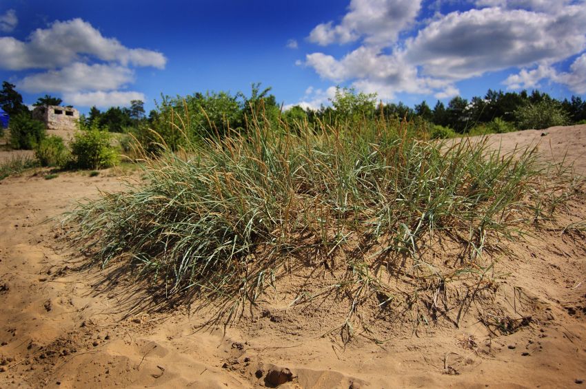 pustynia Błędowska