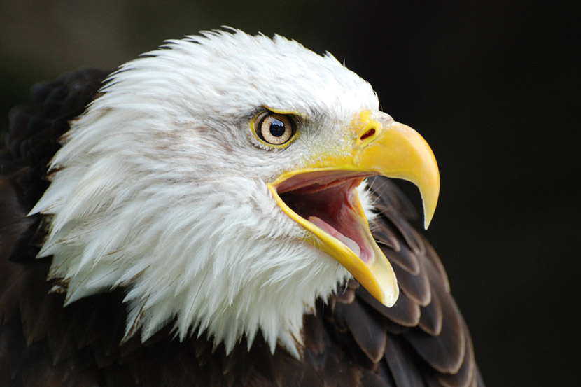 Bald eagle