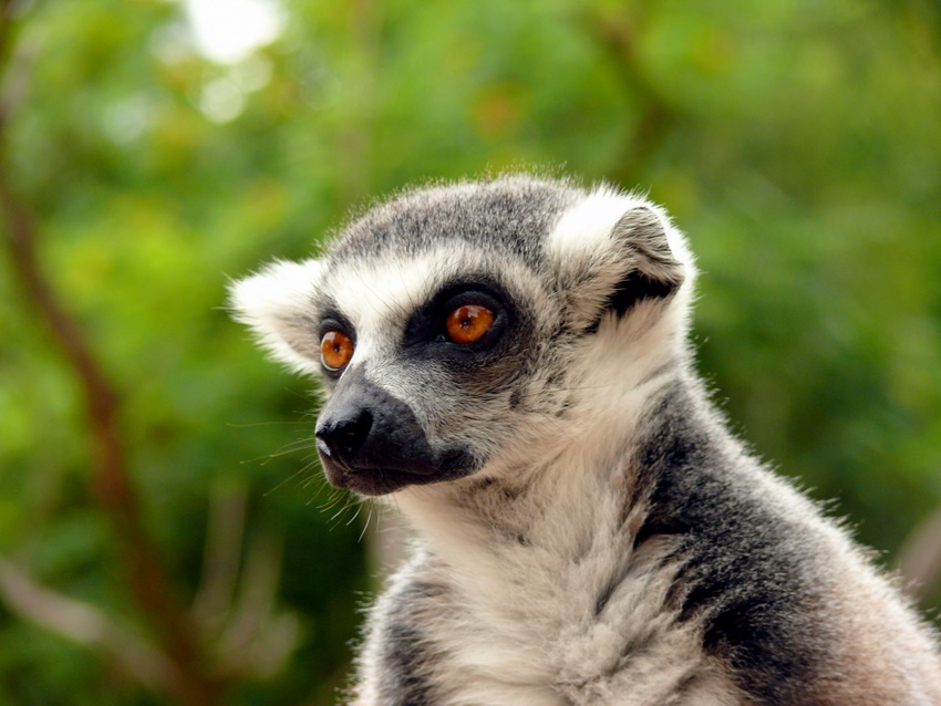 lemur