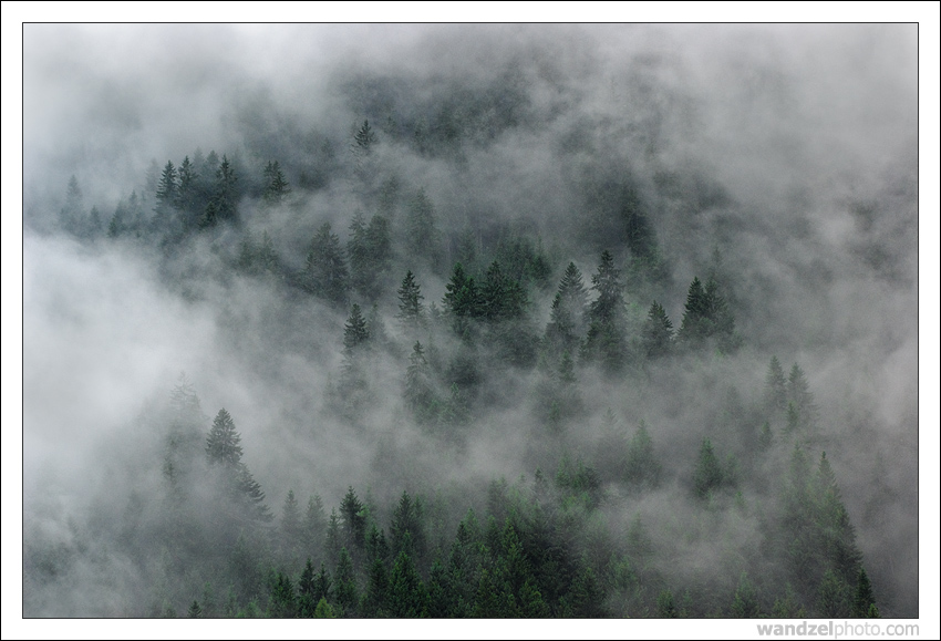 Misty Forest of Austria