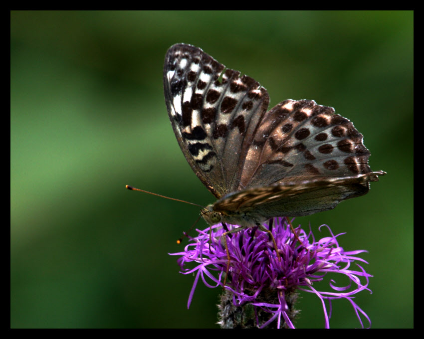 motyl