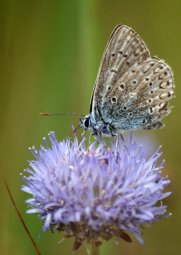 Motyl