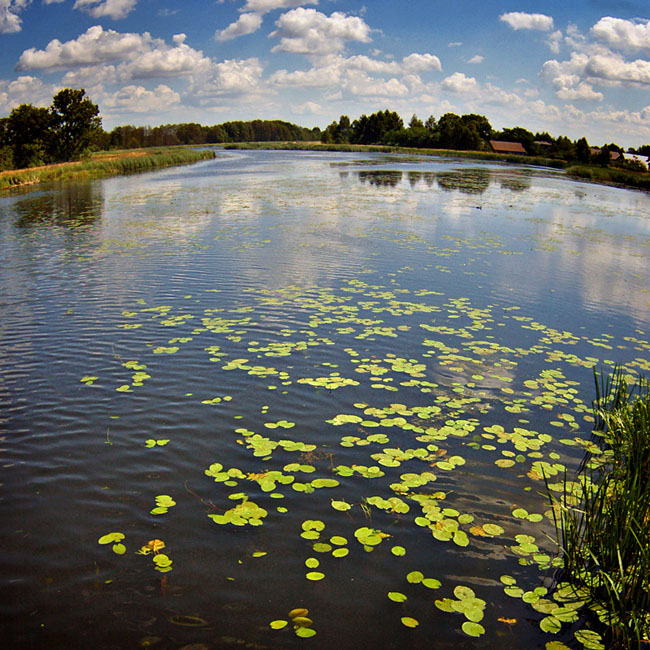 Narew