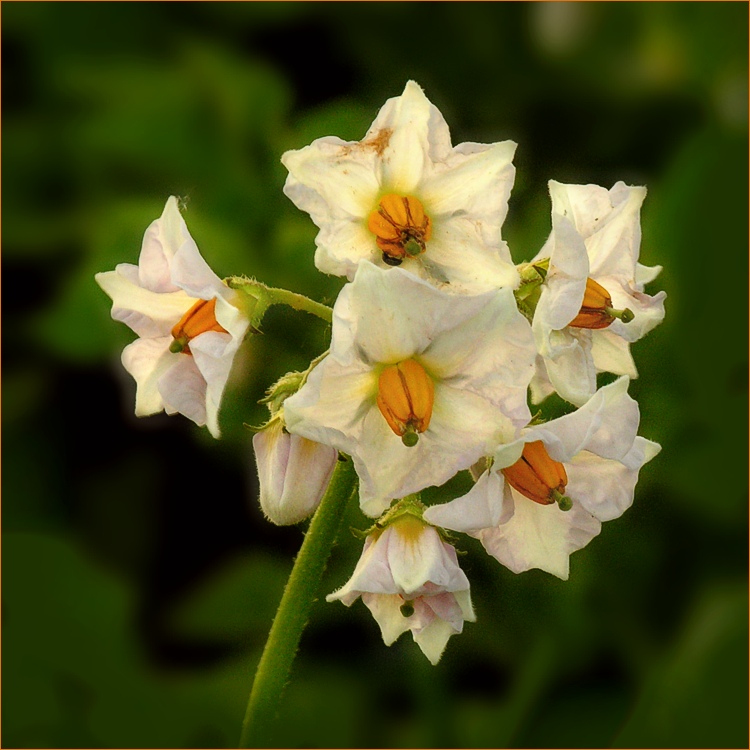 Solanum tuberosum...