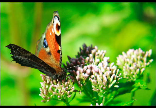 Lepidoptera