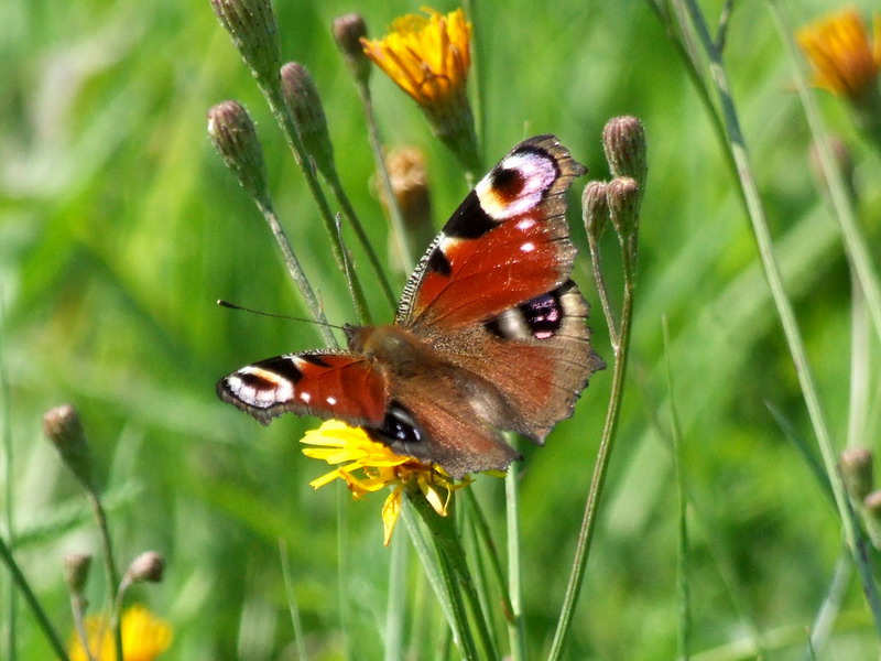 Motyl fashion