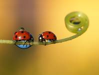 Ladybugs