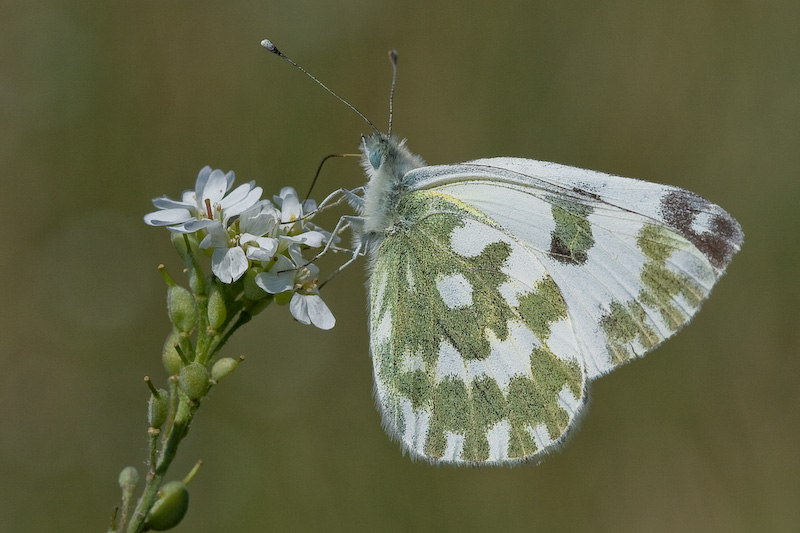 motyl