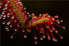 Drosera capensis