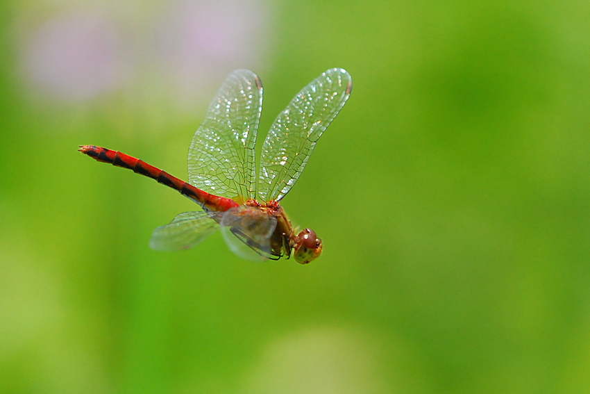 Red Baron...