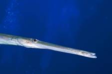 Trumpetfish