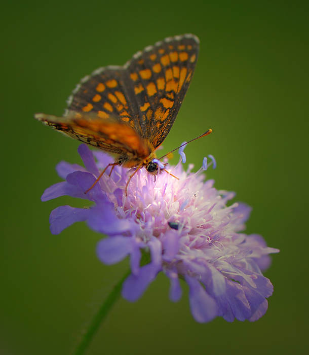 motyl