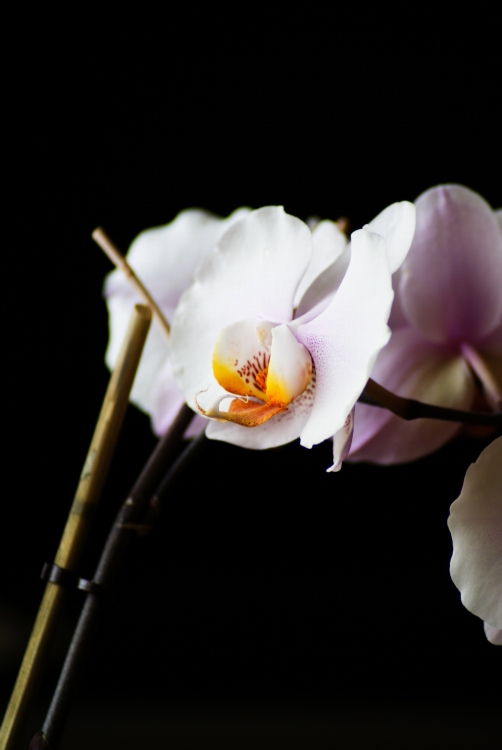 my fotos