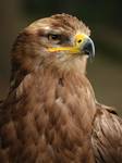 Steppe Eagle