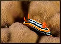 Pyjama chromodorid (Chromodoris quadricolor)