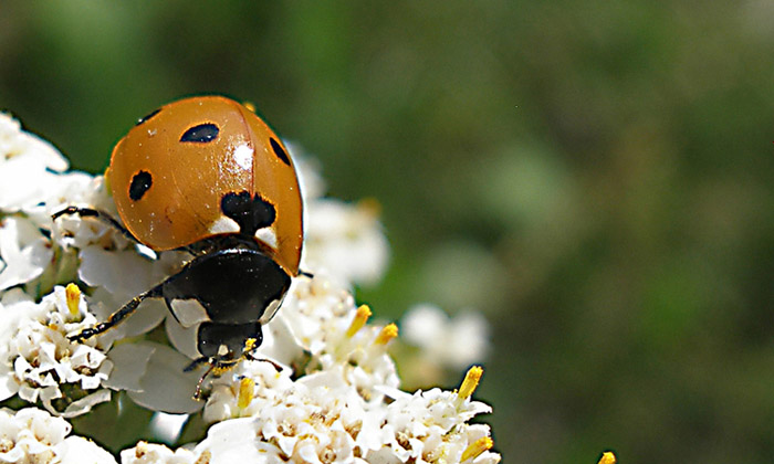 Ladybug