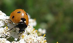 Ladybug