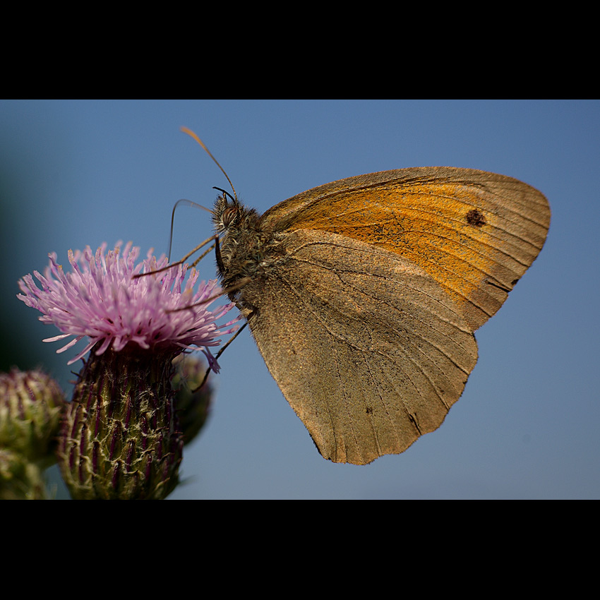 motyl