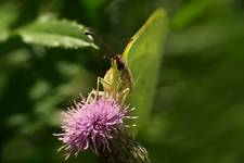 motyl