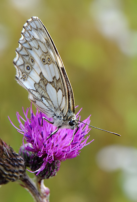 motyl