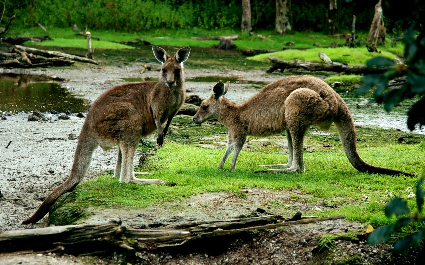 Kangury w Fota Island