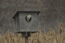 Plomykowka, Tyto alba