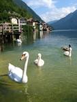 Łabędzi Hallstatt