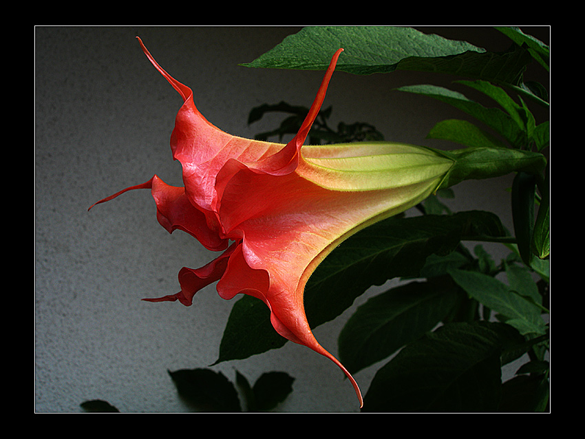 Datura