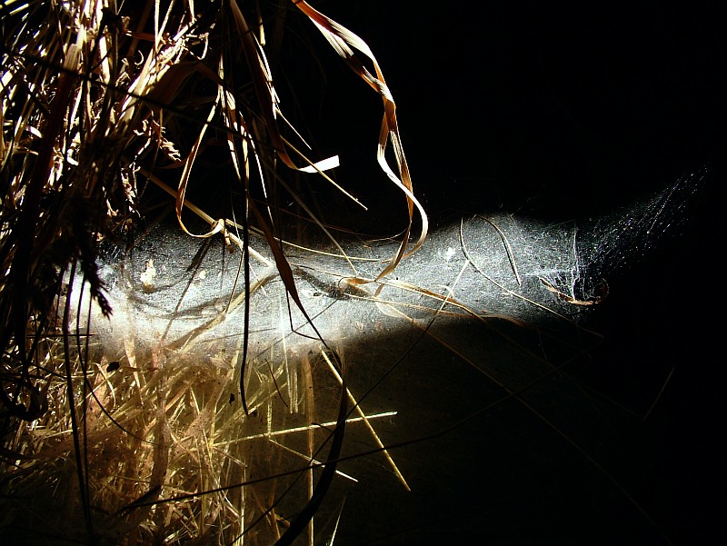 ...spider silk...