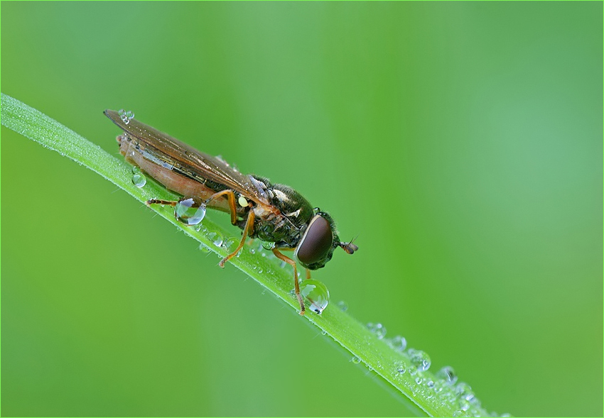 Syrphidae