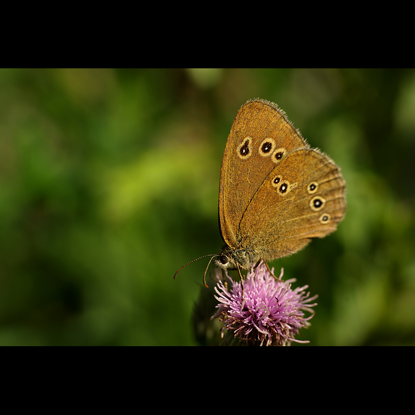 motyl