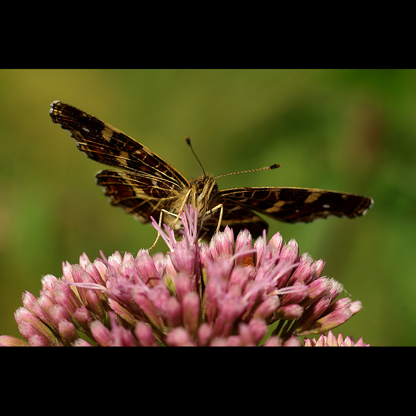 motyl