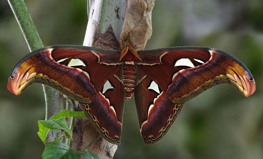 Attacus Atlas