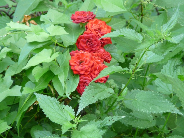 Maro199107