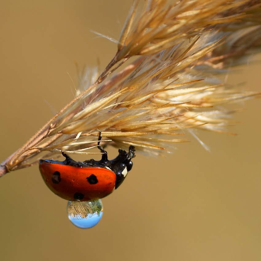 "Ladybug with a bag"