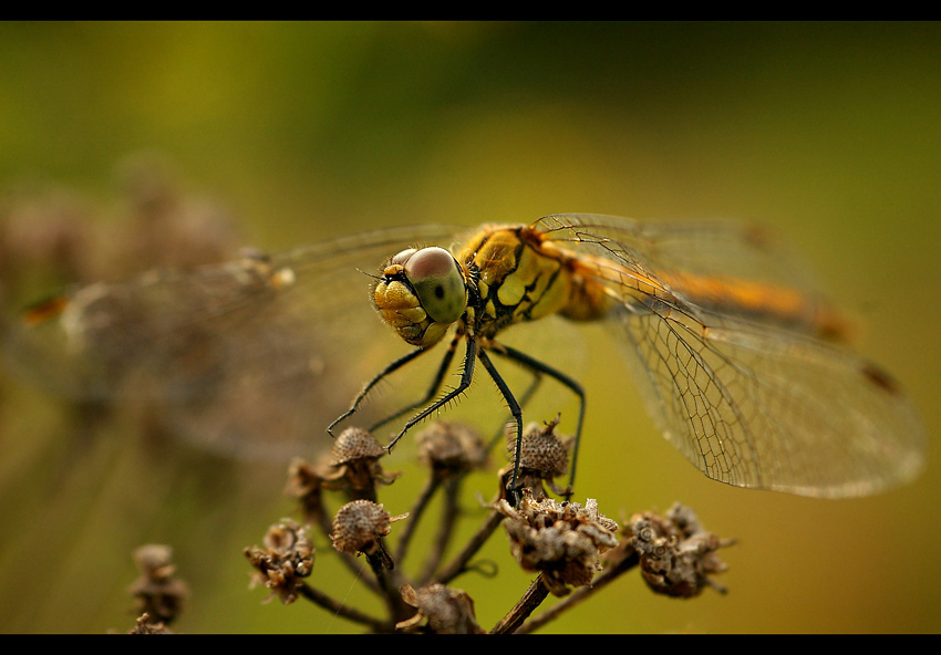 Szablak krwisty  (Sympetrum sanguineum)