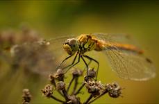 Szablak krwisty  (Sympetrum sanguineum)