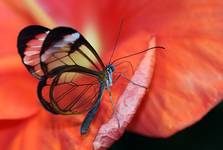 Motyl (Greta oto)