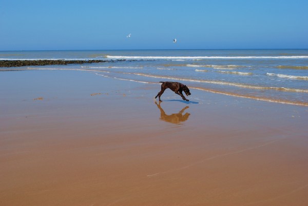 ..czarna bestia na cromer beach