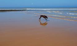 ..czarna bestia na cromer beach