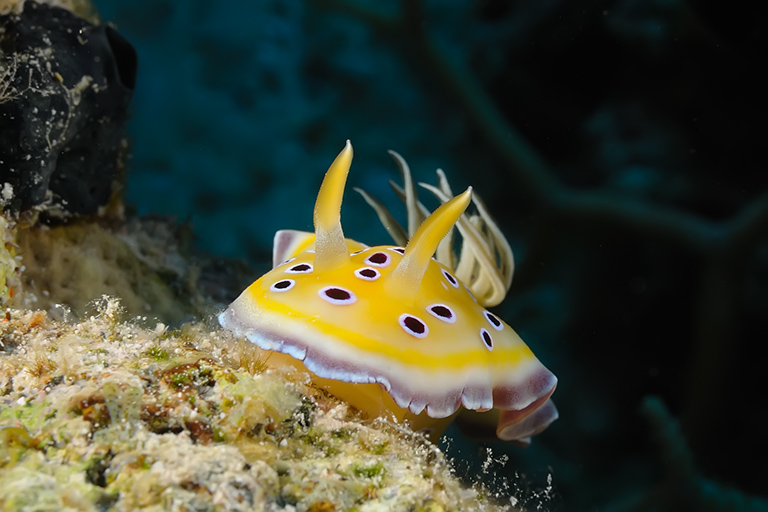 Chromodoris geminus