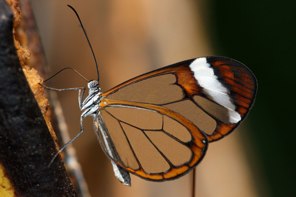 Motyl (Greta oto) 2