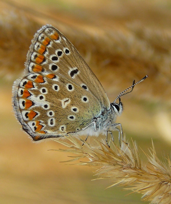 Polyommatus icarus