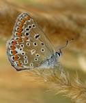 Polyommatus icarus